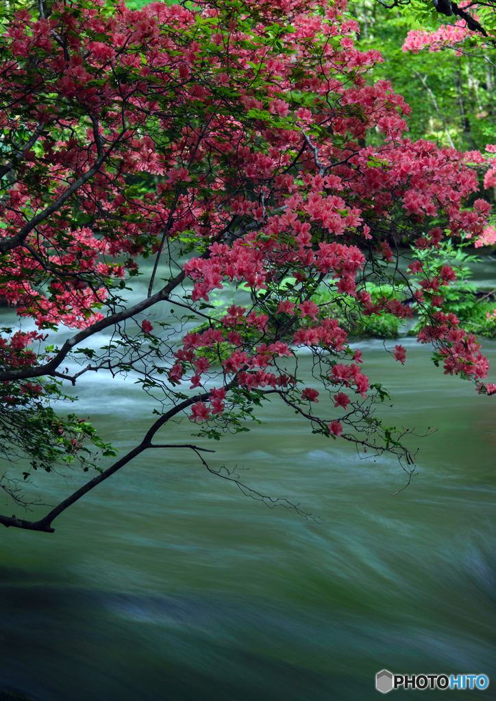 奥入瀬　山ツツジ