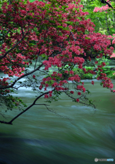 奥入瀬　山ツツジ