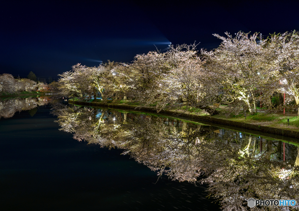 桜　夜景　