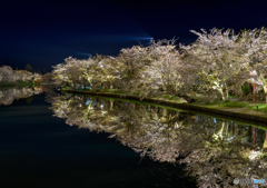 桜　夜景　
