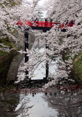 弘前公園　桜