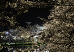 sakura