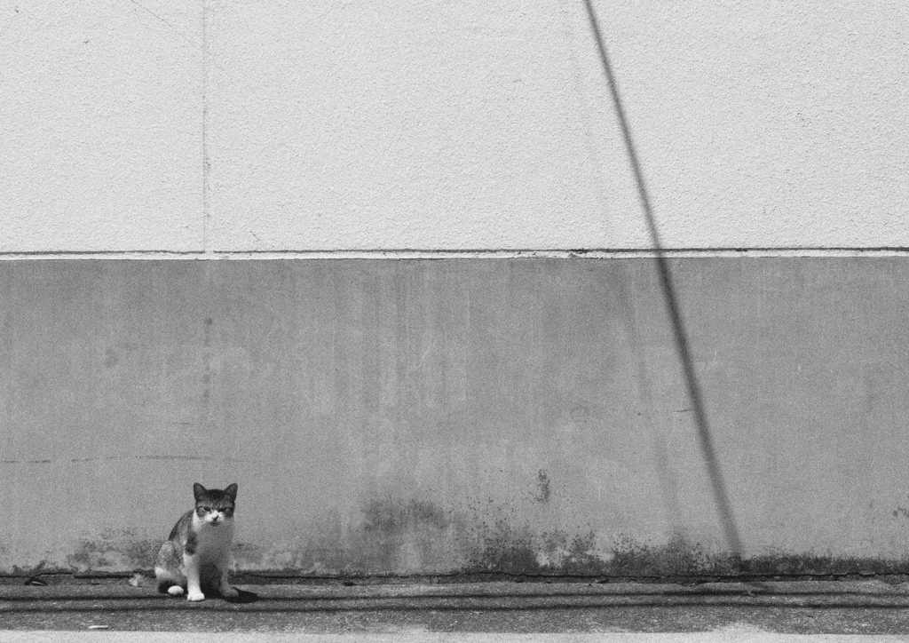neko