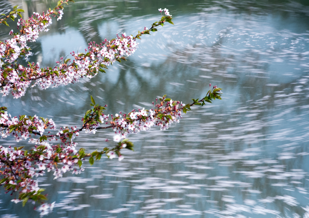 花筏　2