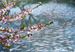花筏　2