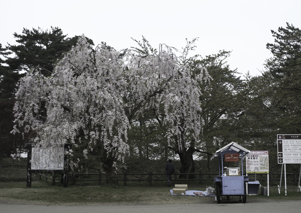 sakura