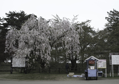 sakura