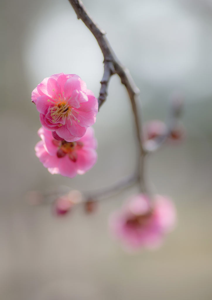 plum 7