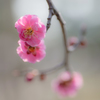 plum 7