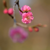 plum 6
