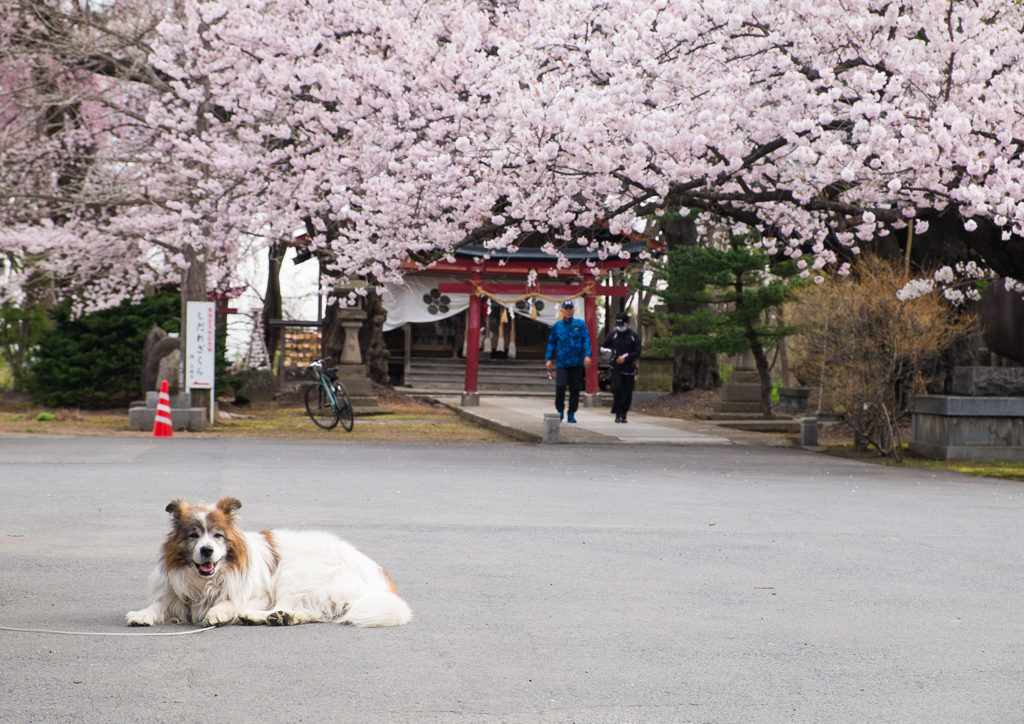 sakura