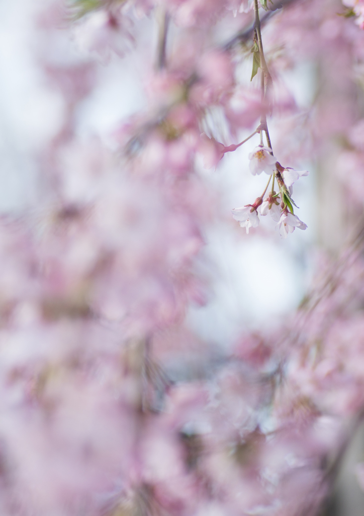 sakura