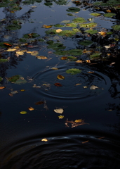 Ripple