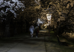 sakura