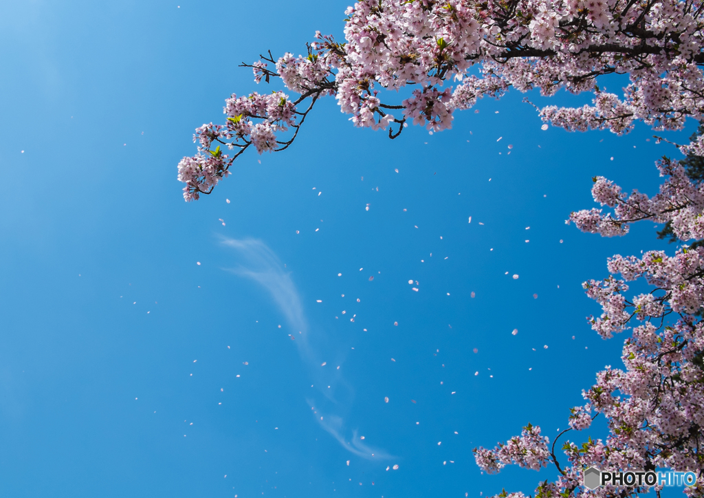 桜　