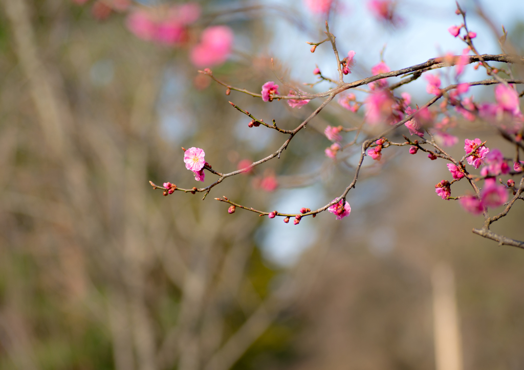 plum 4