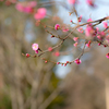 plum 4