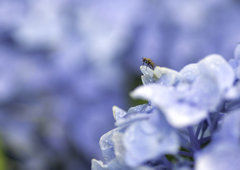 紫陽花