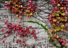 The color of autumn 05