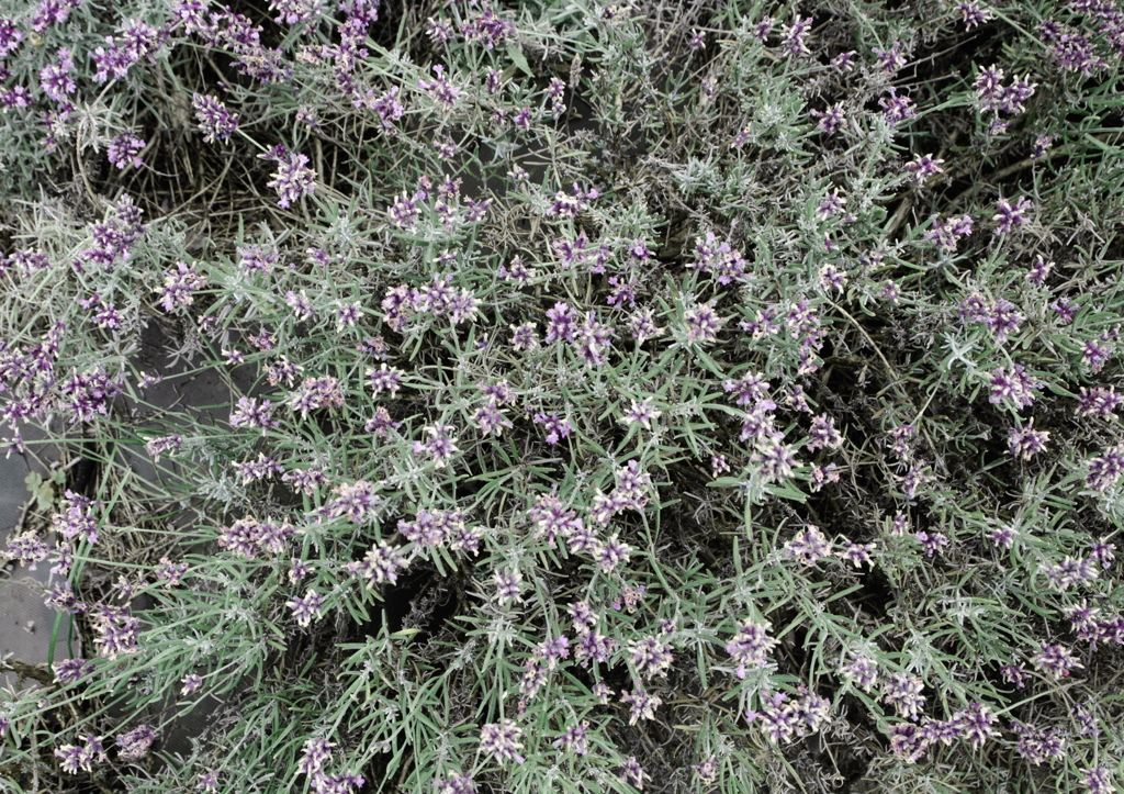 lavender