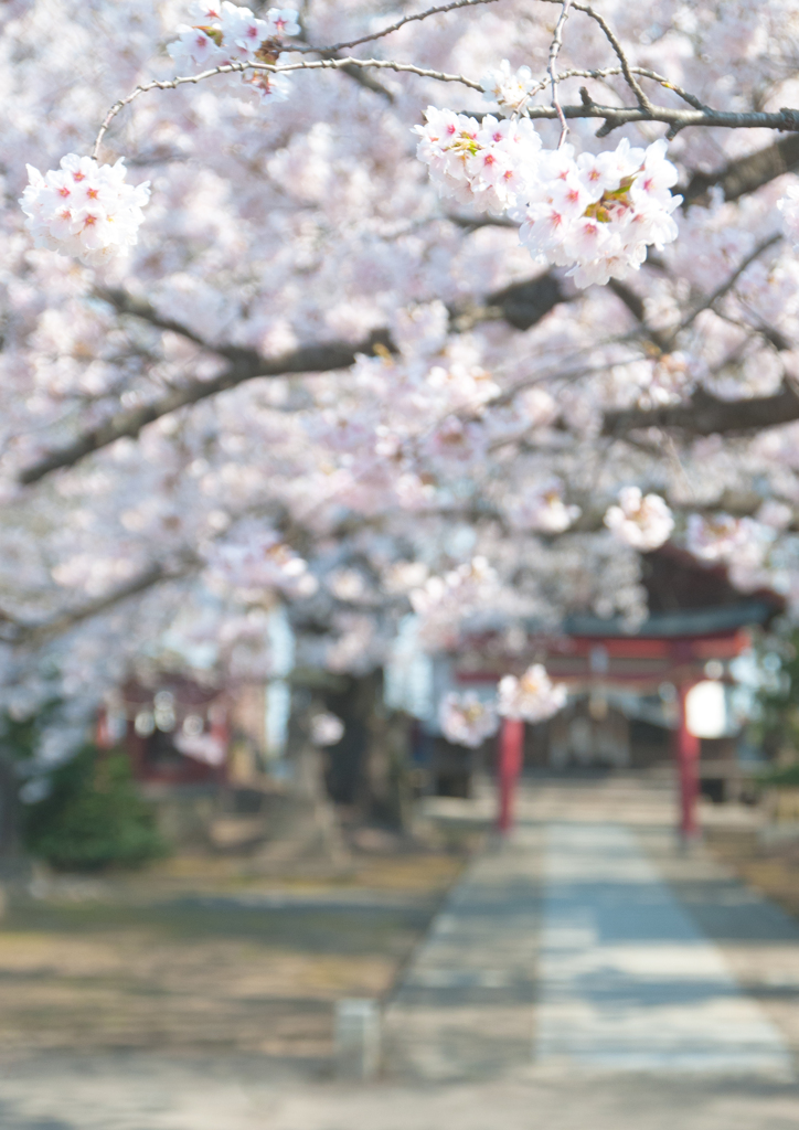 天満宮　桜