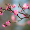 plum 3