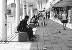 鳩２匹