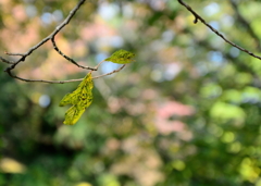 Leafs