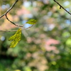 Leafs