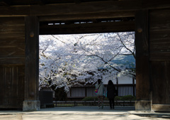 sakura04