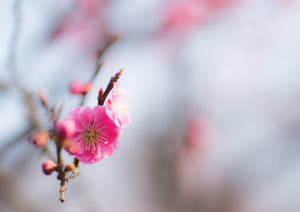 plum 2