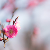 plum 2