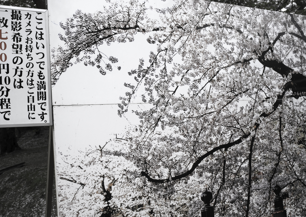 sakura