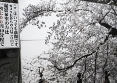 sakura