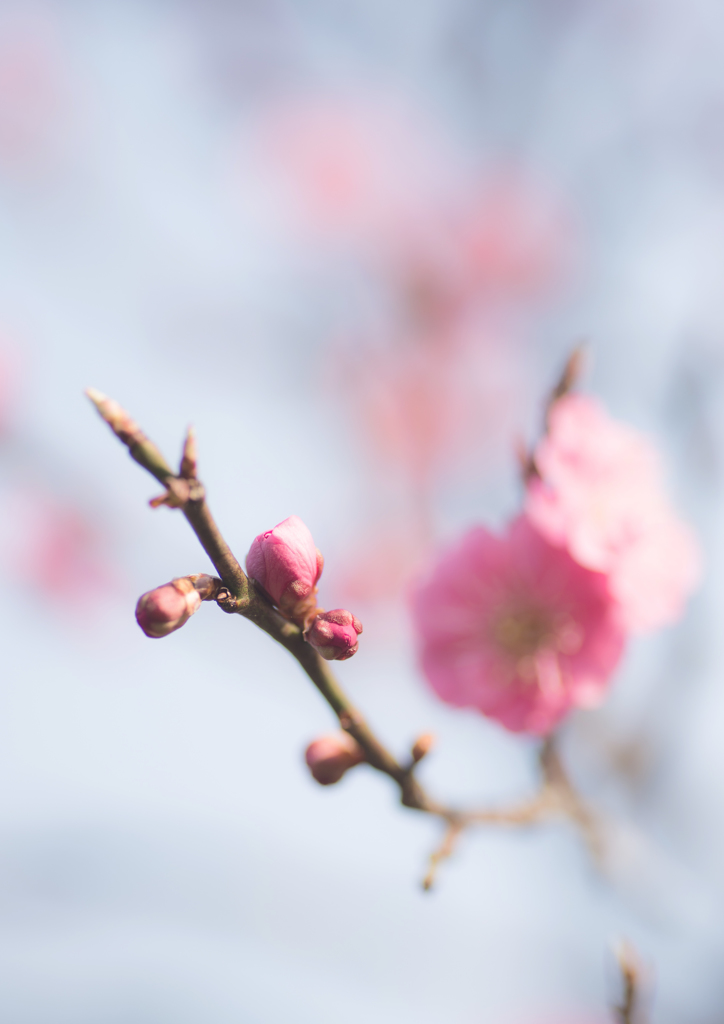 plum 1