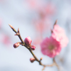 plum 1