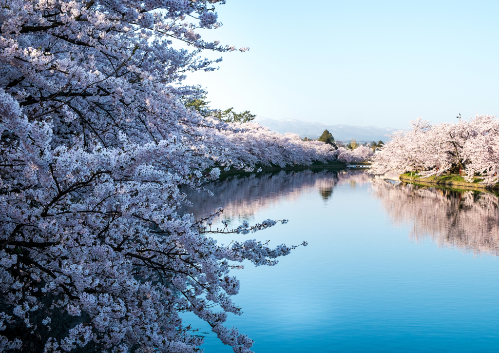 sakura