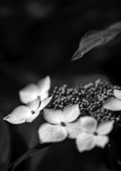 紫陽花