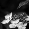 紫陽花