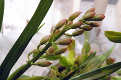 今年も咲いてくれそう