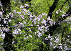 三ツ池の桜-2 