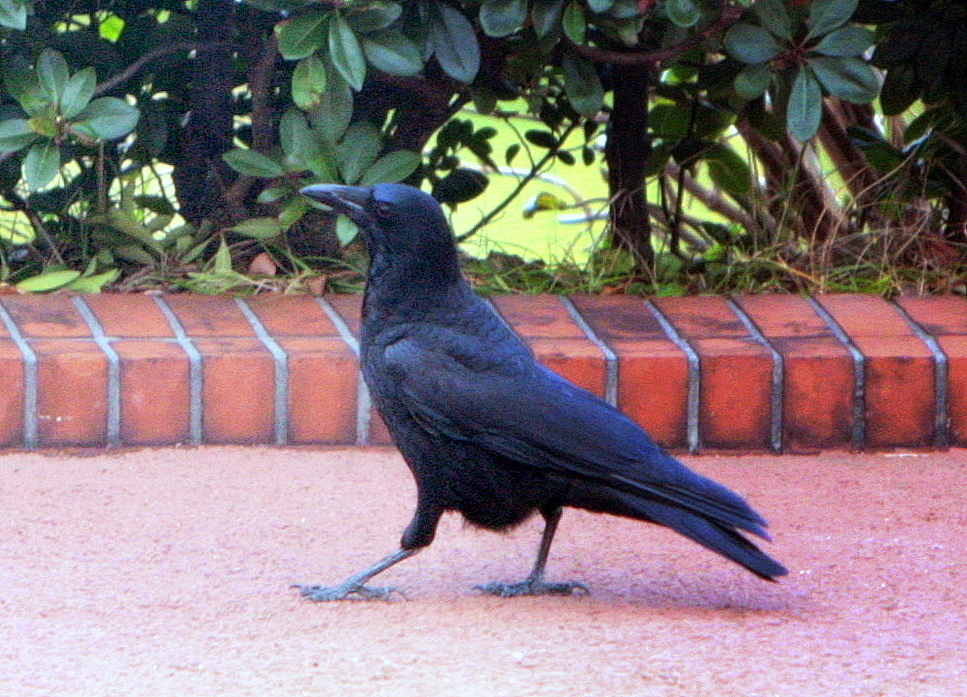 カラス様お通り~