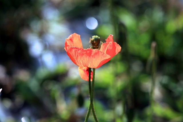 光の中の芥子-3