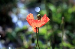 光の中の芥子-3