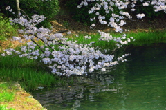 三ツ池の桜-3