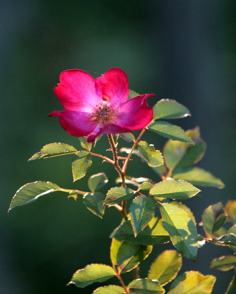 夕日の薔薇-3