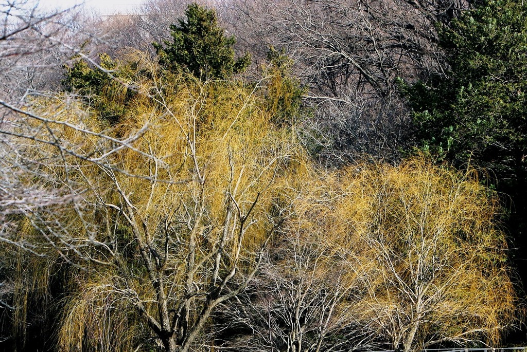芽生え