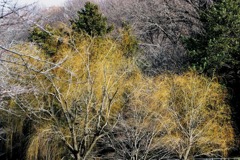 芽生え