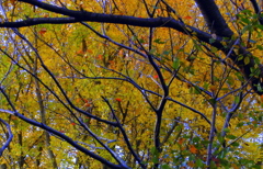 桜の晩秋