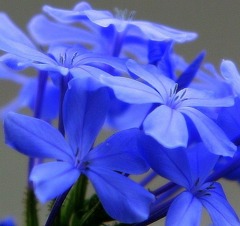 残暑のブルー